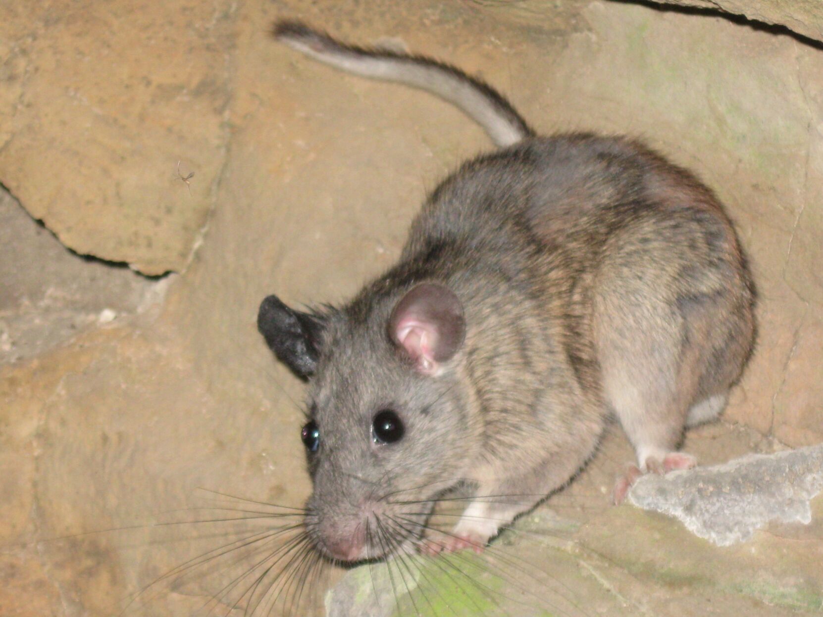 Allegheny Woodrat